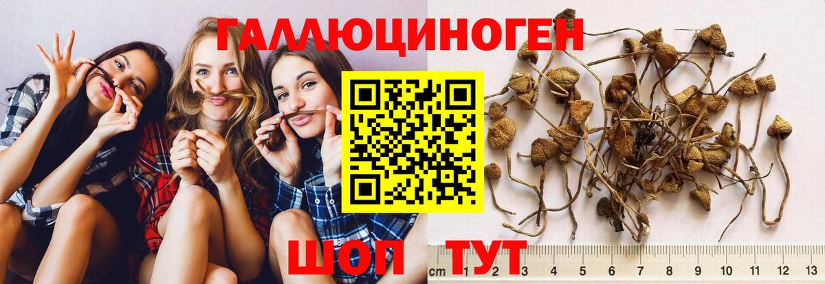 Новокузнецк  Псилоцибиновые грибы мицелий  Псилоцибиновые грибы Psilocybine cubensis  Вход с VPN 